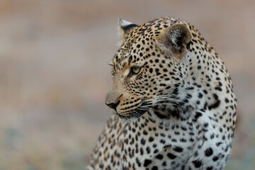 Leopard (Panthera pardus) drinking water in a Game Reserve in the Greater Kruger Region in South Africa