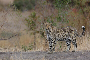 Leopard (Panthera pardus) looking for prey in Sabi Sands Game Reserve  in the Greater Kruger Region in South Africa