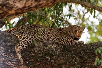 Fototapeta na wymiar Leopard (Panthera pardus) looking for prey in Sabi Sands Game Reserve in the Greater Kruger Region in South Africa