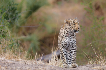 Leopard (Panthera pardus) looking for prey in Sabi Sands Game Reserve  in the Greater Kruger Region in South Africa