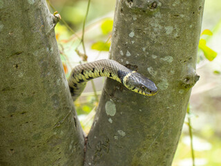Grass Snake Climbing a Tree