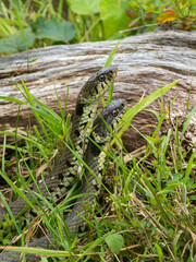 Two Grass Snakes