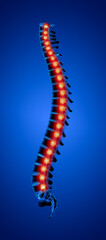 3d rendered illustration - human spine