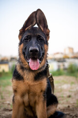 Portrait of a German Shepherd puppy.