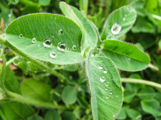 Water drops on leaves in Spring.