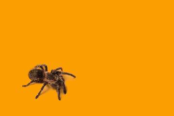 Image of spider with orange background. Hallowen party decoration