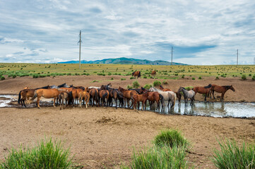 Horses at the watering hole