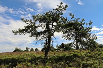 Knorrige Kiefer im Hochheide-Naturschutzgebiet Neuer Hagen im Sauerland.