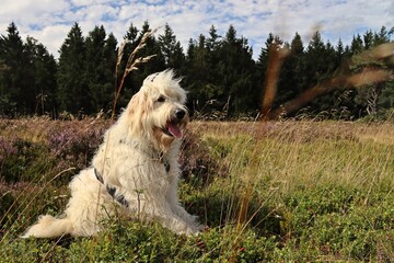 Goldendoodle in blühender Heide