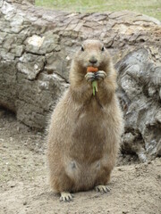 prairie dog eating carrot