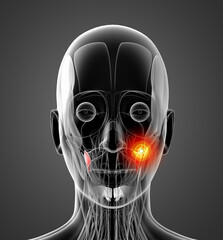 medical  illustration of the buccinator