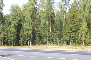 Naklejka premium road in the forest