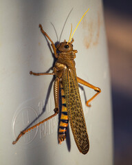 saltamontes
