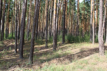 forest in the morning