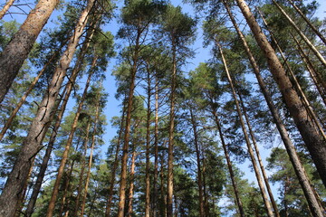 trees against sky