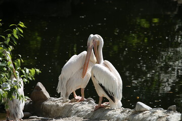 White pelicans on the pond