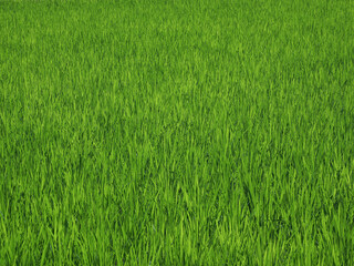 奈良県 奈良市 田園風景