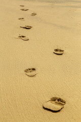 footsteps