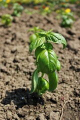 seedling basil in a garden