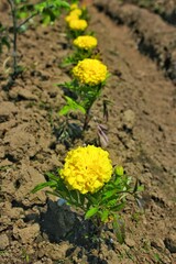 yellow marigold flowers in the garden
