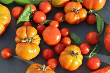 close up of variety of tomatoes - 
