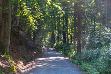 Obraz premium beautifully lit, morning sun, road in the national park