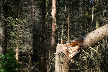 trunk of an old tree, broke, in the forest