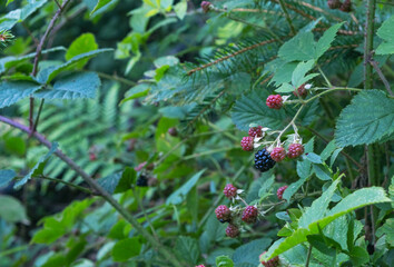 wild ripening blackberries in the forest