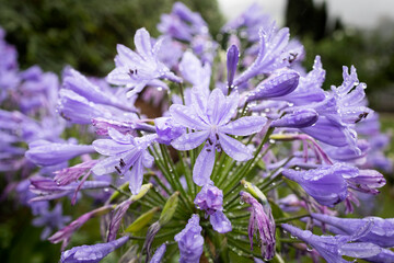 African lily in the garden, plant with beautiful purplish blue flowers 