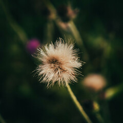 dandelion head