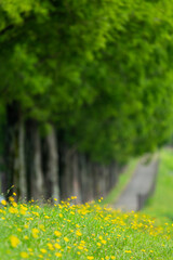 マキノ高原メタセコイア並木