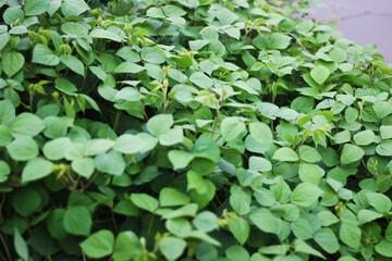 Many small leaves have turned it into a big pattern. The leaves are small and green like beans leaves