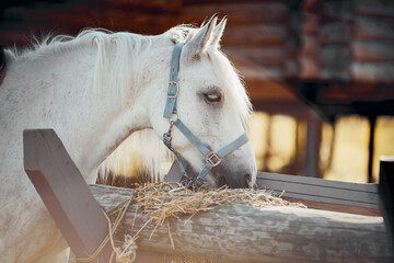 Portrait of a grey horse in a blue halter, which eats hay.