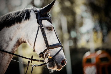 Portrait of a sports gray horse in the bridle in the arena.