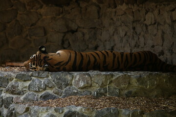 Tiger sleeping on the stones