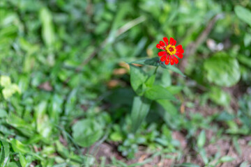 Select focus Red and yellow flowers The green background has space for text.