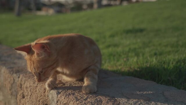 An adult cute ginger cat with a damaged ear basking in the setting sun on a green lawn in cyprus. Portrait of a beautiful ginger cat with a bad ear, with a piece of ear bitten off in a fight.