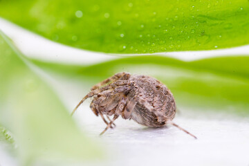 bug on a leaf