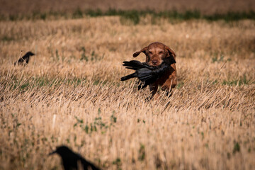 drótszoru magyar vizsla, Ungarisch Drahthaar, Lockjagd, Krähenjagd, Ungarischer Vorstehhund, Apportieren, Apport, Raubwild, Raubwildbejagung, Vizsla