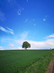 Kastanie auf dem Sand bei Wolfsburg-Unkeroda