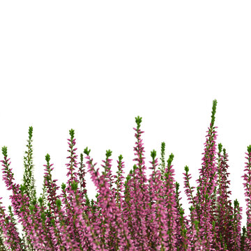 Heather flowers or Calluna vulgaris plant isolated on white background