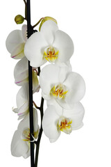Naklejka na ściany i meble White orchid isolated on white background
