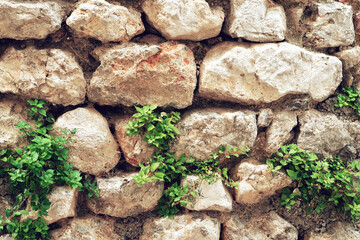 Old stone wall with plants growing on it