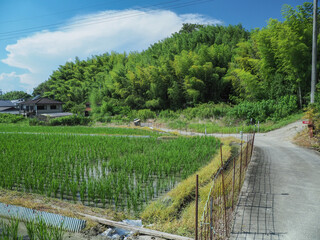 奈良県 桜井市 山の辺の道