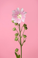 Inflorescence of pink mallow flowers isolated on pink background.