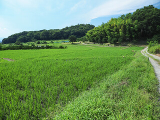 奈良県 天理市 山の辺の道