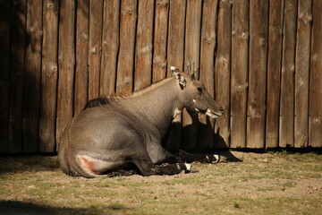 Animal at the zoo near wooden fence