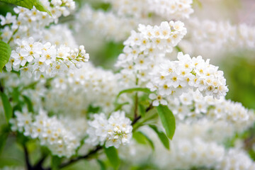 Bird cherry branches in the garden in spring
