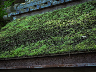 奈良県 天理市 石上神宮