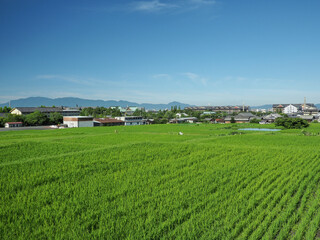 Fototapeta na wymiar 奈良県 天理市 山の辺の道